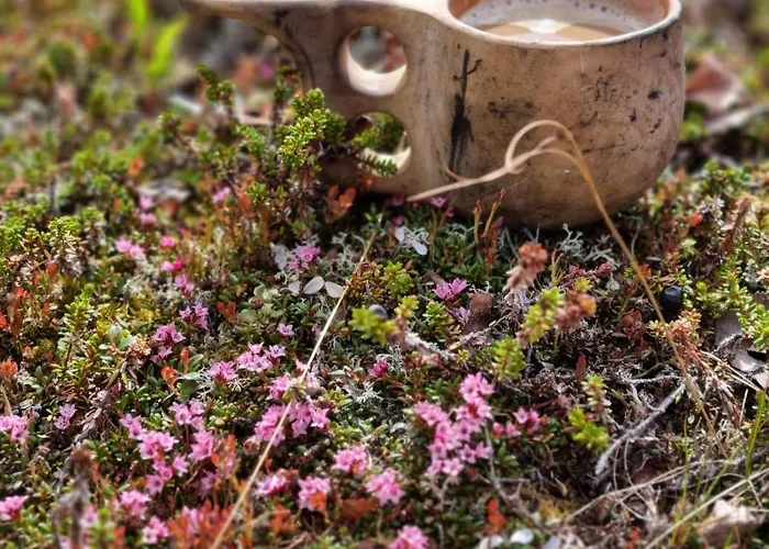 Revontulen Tupa Kaamanen